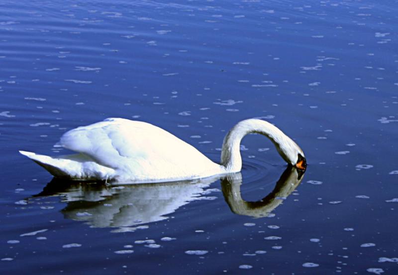 swan1.jpg