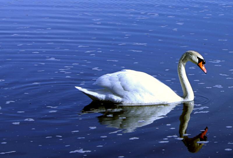 swan2.jpg