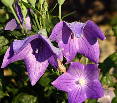 moring dew 09