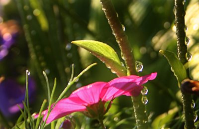Morning dew