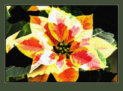 Holiday Poinsettia