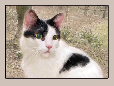 Mr Patch
