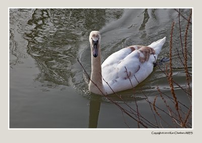 Growing into being a beautiful swan