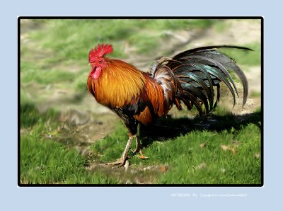 Rooster XX.jpg