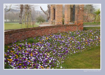 The crocuses are ready to welcome the first  spring visitors.