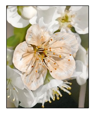 Tart Cherry Blossom 
