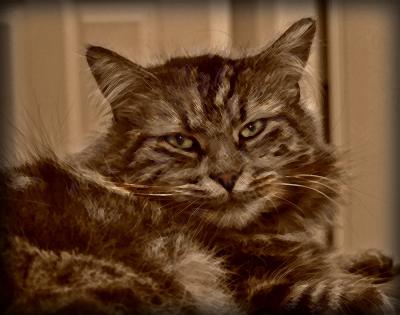 g3/01/301401/3/52945821.Merlin20Dx.jpg