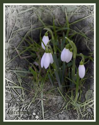 Snowdrops