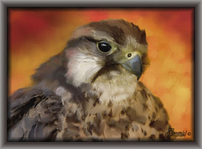 Hawk