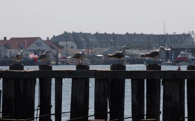 gull island, Manasquan river, NJ