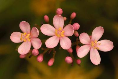 sentosa_flower_2006