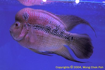 DSC_5701.jpg