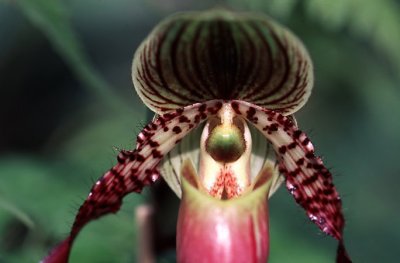 Orchid14s.jpg