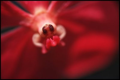 Orchid9s.jpg