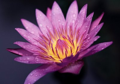 Purple Lily 090001s.jpg
