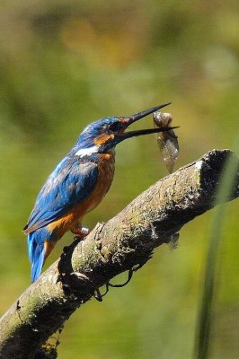 Martin pcheur -Alcedo atthis