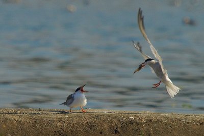 Sterne pierregarin - Sterna hirundo