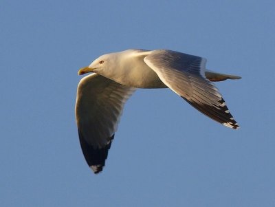 Goland argent - Larus argentatus Herring Gull