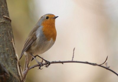 Rougegorge          Erithacus rubecula