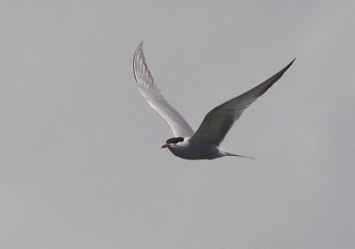 Sterne pierregarin - Sterna hirundo