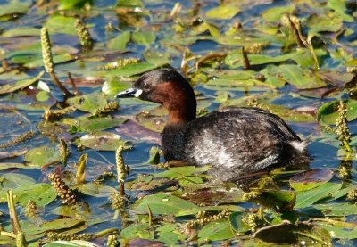 Grbe castagneux -Policeps ruficollis-Little grebe