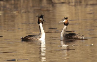 Grèbe huppé - Podiceps cristatus