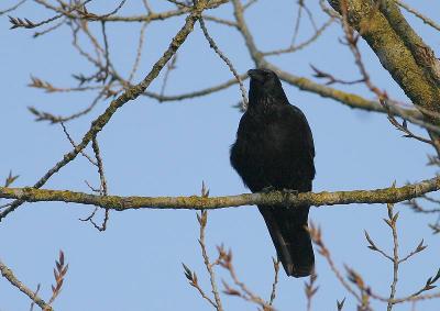  Corneille Noir (Corvus Corone corone) Carrion Crow