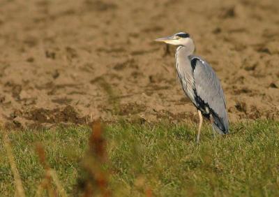 Héron cendré (Ardea Cinerea)
