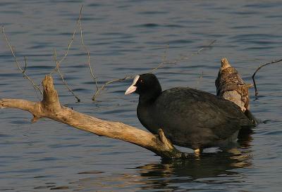 Foulque macroule (Fulica atra) Coot