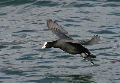 Foulque macroule (Fulica atra) Coot
