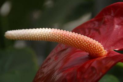 Anthurium