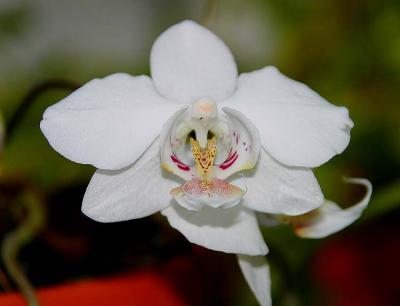 Orchid