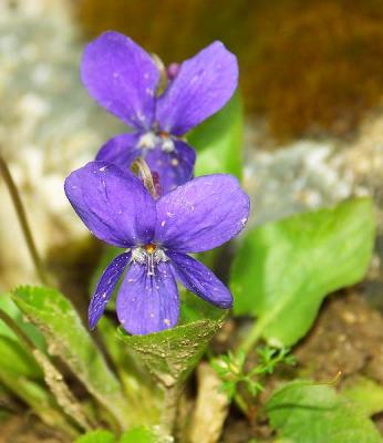 Campanule gantelle