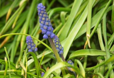 Muscari botride