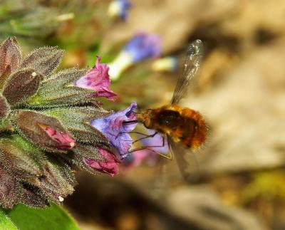 Bombyle