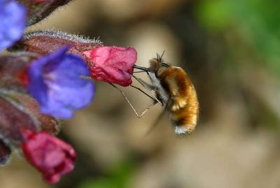 Bombyle