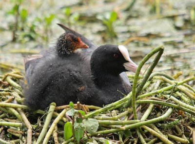 Foulque macroule (Fulica atra) Coot