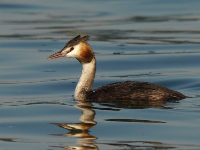 Grèbe huppé - Podiceps cristatus