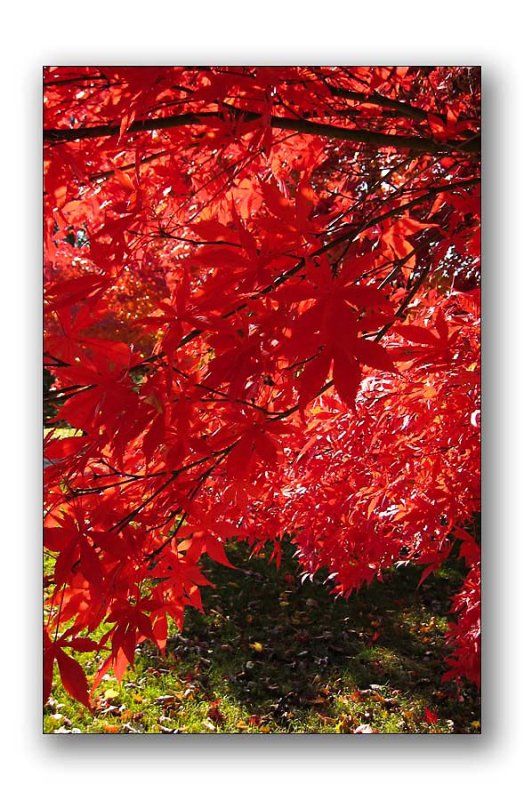 Backlit red tree