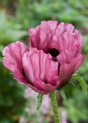 Opium poppy