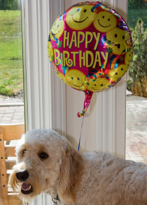 Teddy's birthday balloon