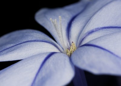 Plumbago Centre