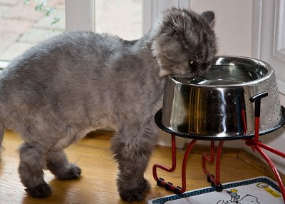 Drinking out of the big bowl