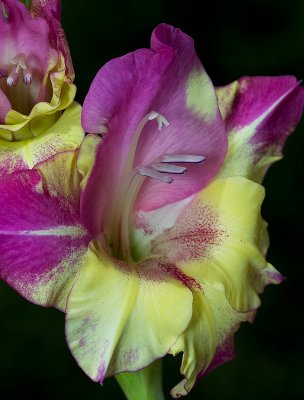 Purple & yellow gladiolus
