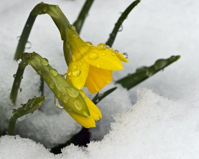 April Snow!