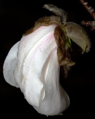 Magnolia flower