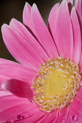 Pink Gerbera