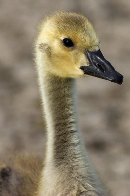 Canadian Gosling