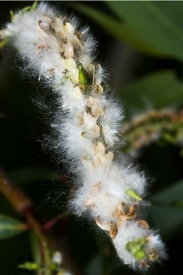 Snow in summer