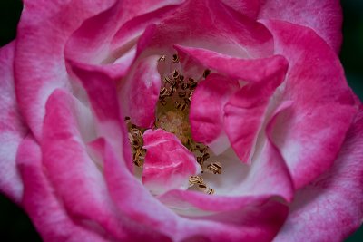 Miniature Rose